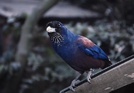 ルリカケスの写真です。