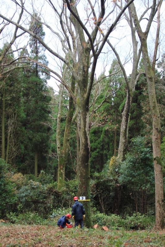 湧水町ケヤキ伐採1