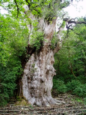 縄文杉