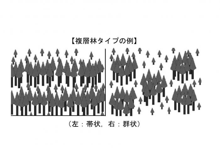 育成複層林タイプの例