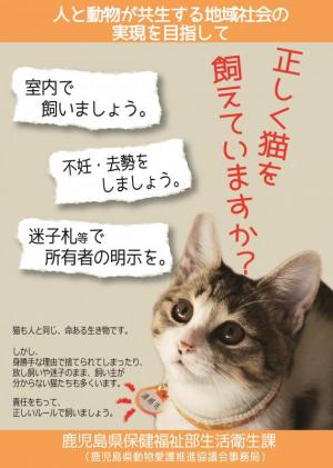 猫チラシ表