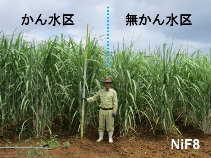 農林8号かん水