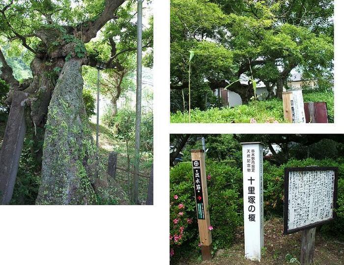 十里塚の榎