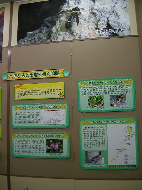 13面