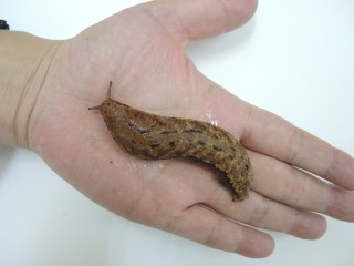 shell2