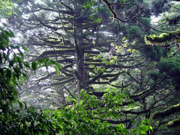 屋久杉自生林